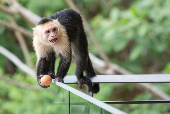 White-headed Capuchin Costa Rica