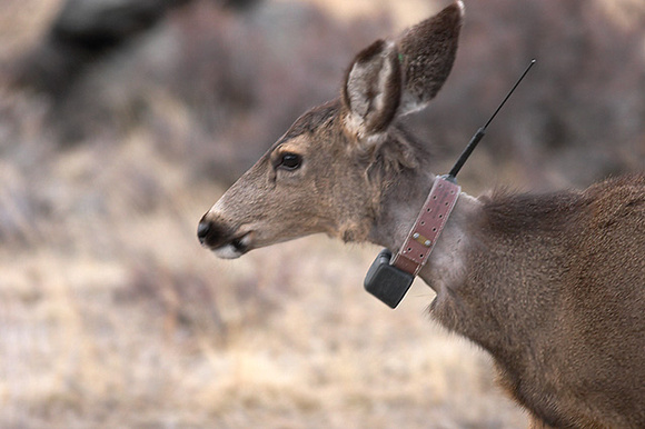 Remote Control Deer Estes Park, CO