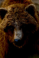 Brown Bear, Denver Zoo
