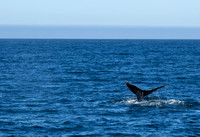 Blue Whale Northern California