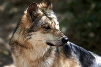 Mexican Wolf Arizona-Sonora Desert Museum