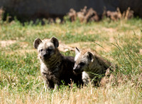 Hyena Cubs, Denver Zoo