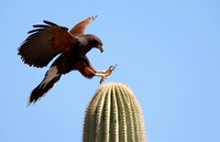 Harris Hawk Landing Arizona-Sonora Desert Museum