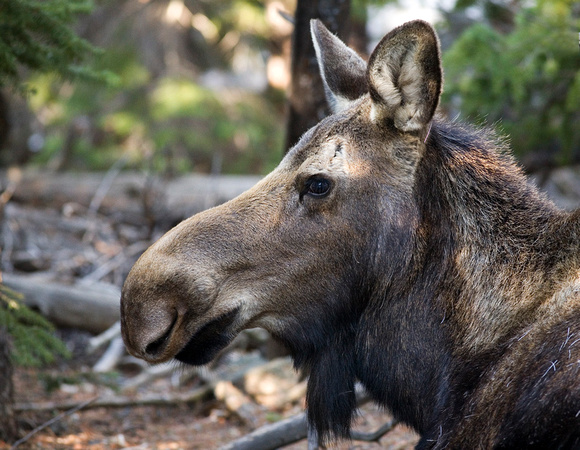 Moose at RMNP