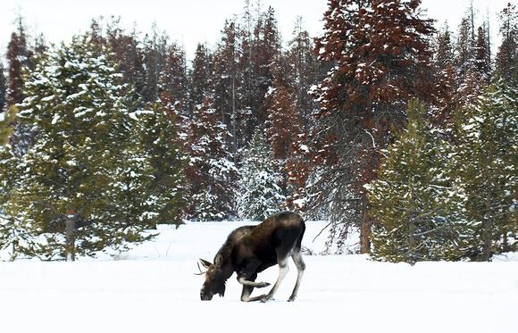 Moose at Grand Lake